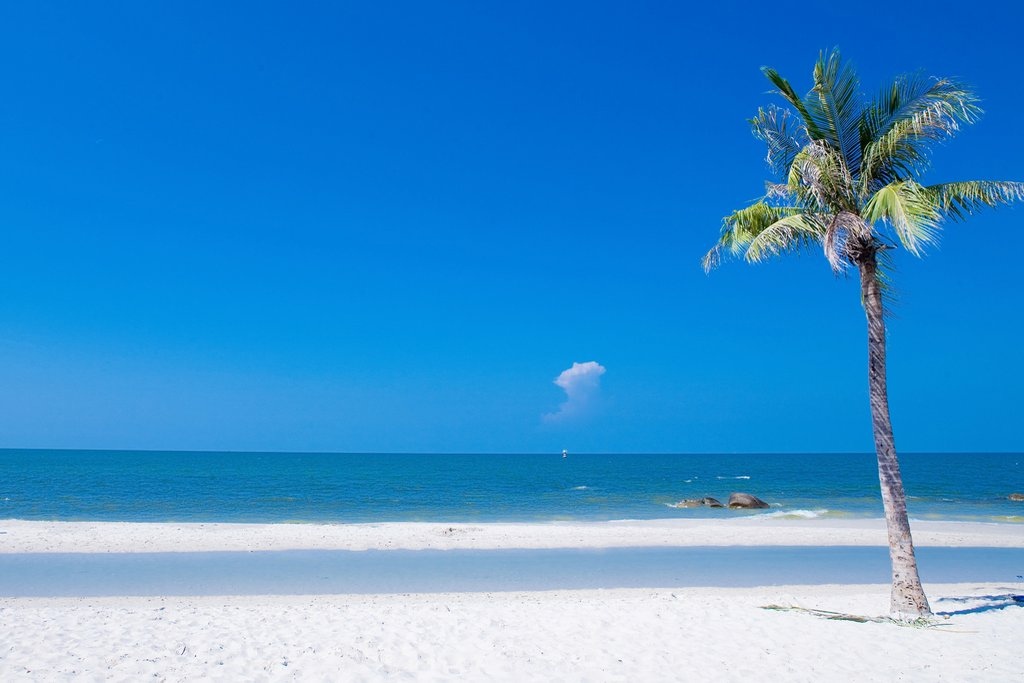 Пляж и пальма
