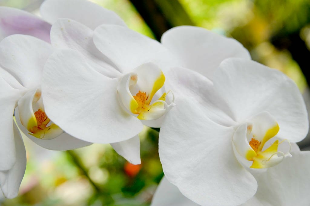 Белая орхидея